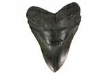 6.38" Fossil Megalodon Tooth - Massive Tooth - #131203-1